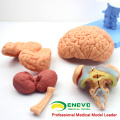 BRAIN06 (12403) 15 partes Advanced Medical Education Modelo anatômico do cérebro, Anatomy Brain Models